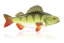 fisk og skaldyr til bugspytkirtelbetændelse